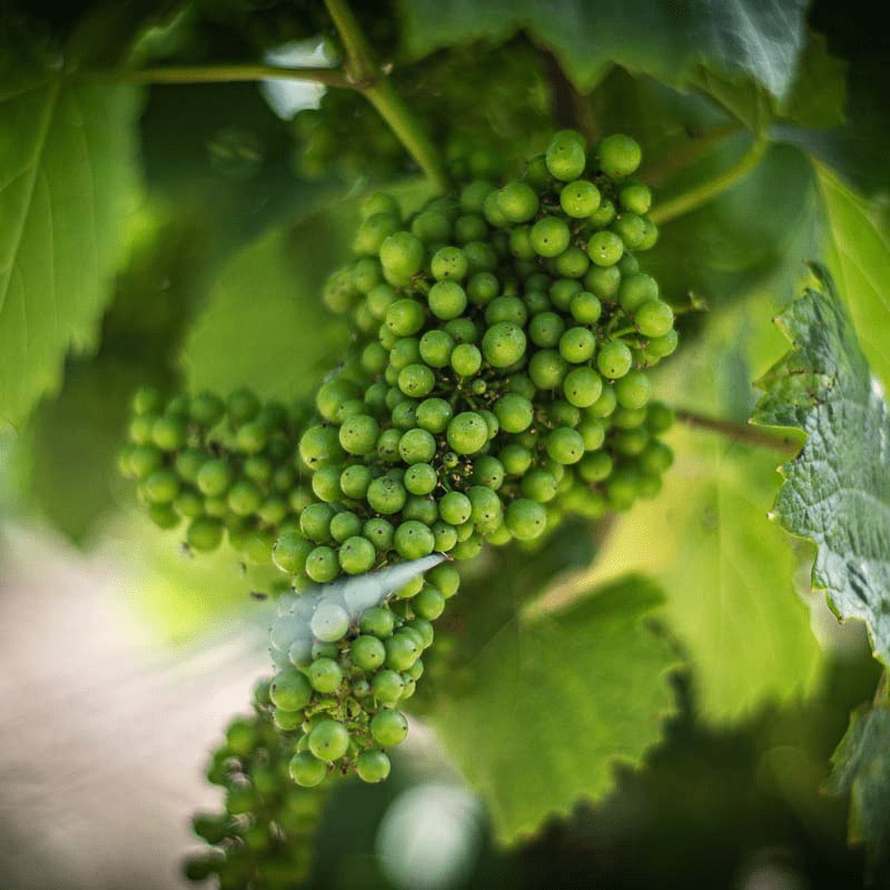 Domaine Gérard Seguin Gevrey Chambertin Vieilles Vignes