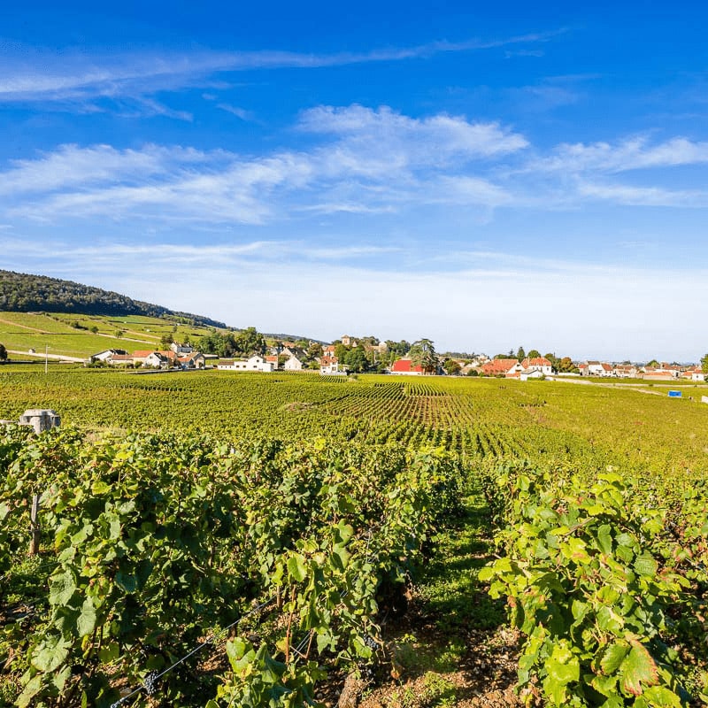 Domaine Gérard Seguin Gevrey Chambertin Vieilles Vignes