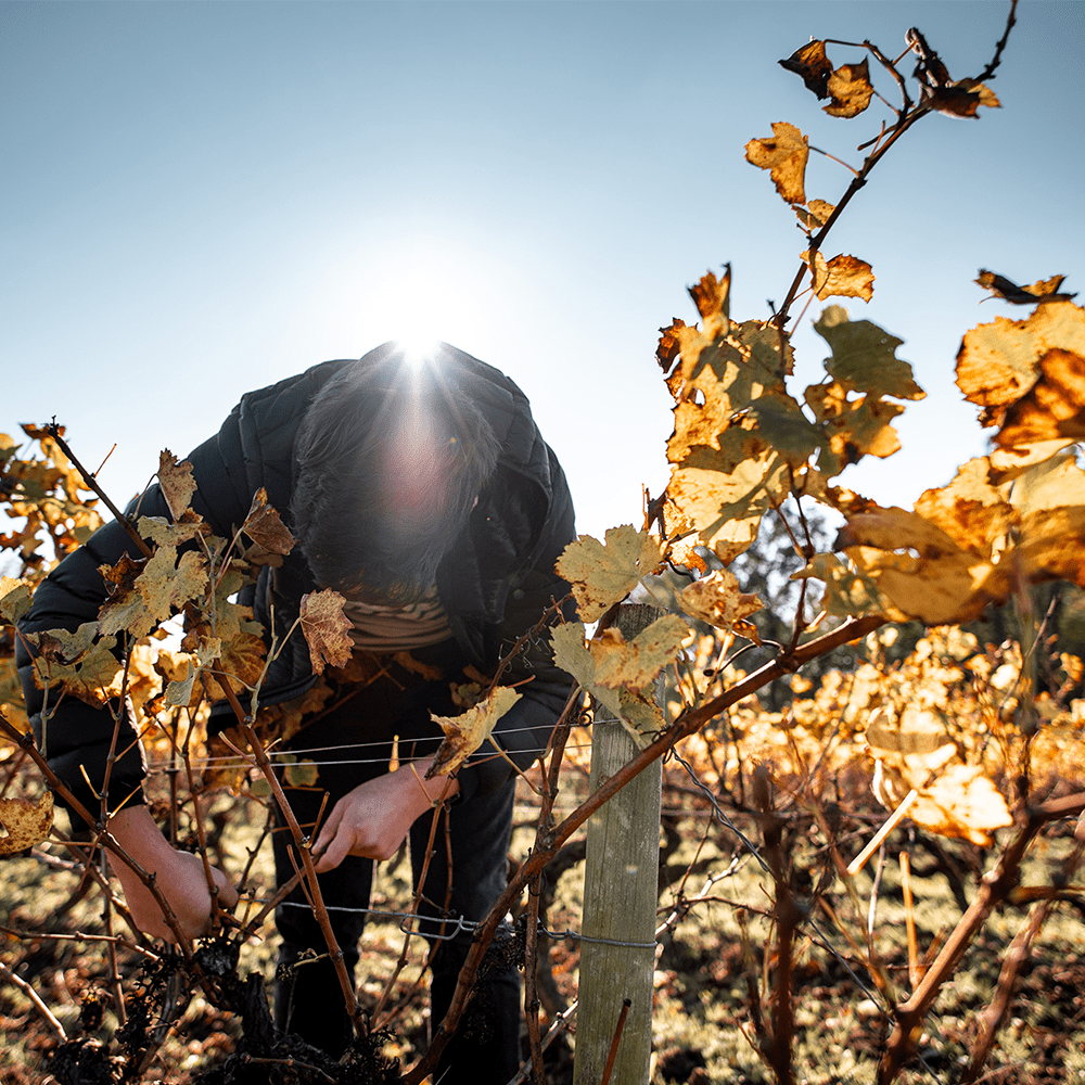 Domaine du Héron 'Le Nid' Vieilles Vignes Muscadet Sèvre et Maine Sur Lie