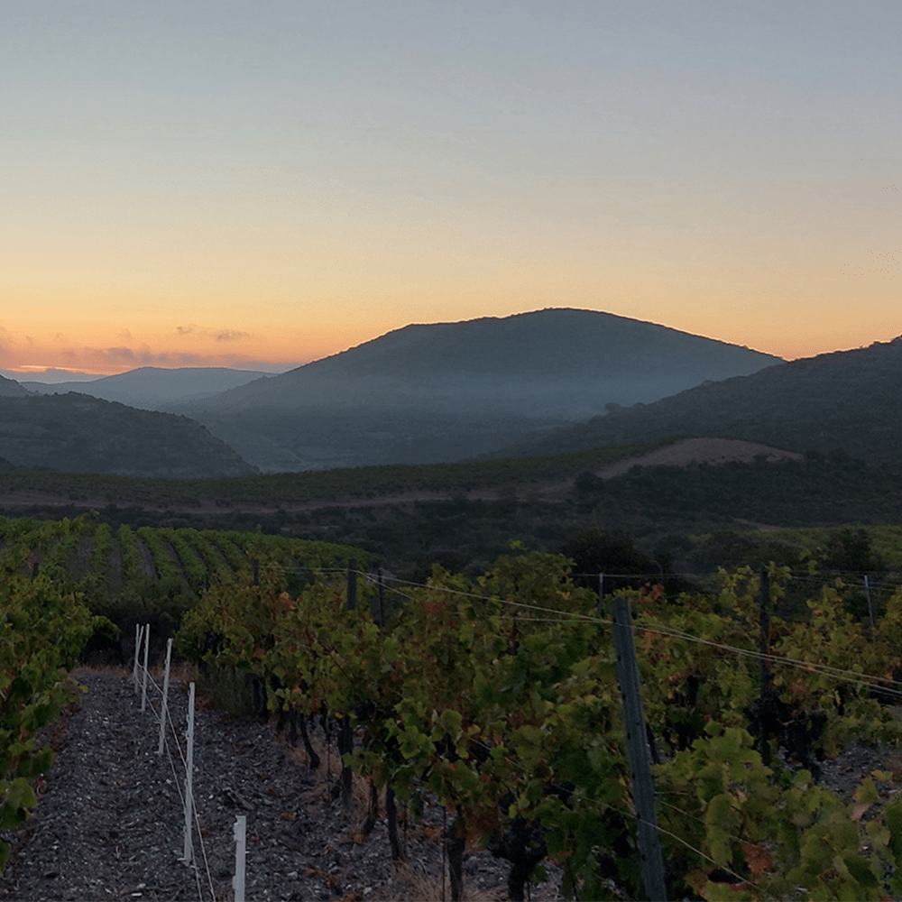 Domaine Montluzia 'Miscéllanées'